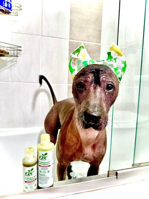Show full view: RenewedPet Ear Cover Dog Shower & Bath Cap, Small slide 3 of 5