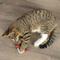 Show in main carousel: Catstages Magic Dynamite Cat Toy with Catnip slide 7 of 11