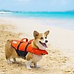 Show in main carousel: Outward Hound Granby RipStop Dog Life Jacket, X-Small Bright Orange slide 9 of 13