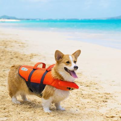 Show full view: Outward Hound Granby RipStop Dog Life Jacket, Small, Bright Orange slide 9 of 13