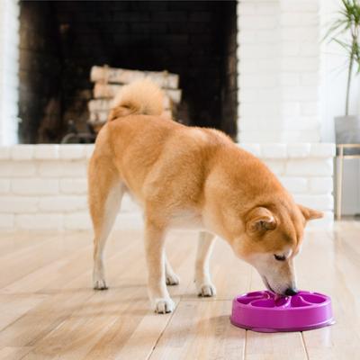 Show full view: Outward Hound Fun Feeder Interactive Dog Bowl, Purple, 2 cup slide 7 of 11