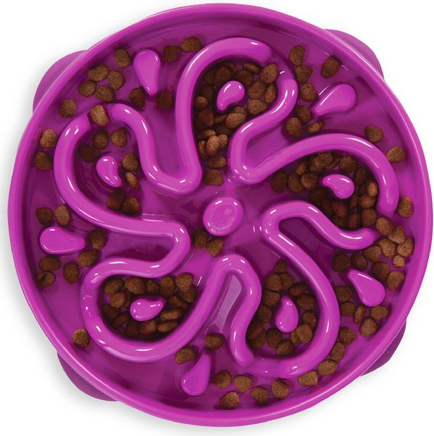 A closer look at Chewy Dog Feeders