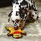 Show in main carousel: Outward Hound Durablez Gecko Tough Squeaky Stuffing-Free Dog Plush Toy, Orange, Large slide 5 of 9
