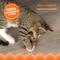 Show in main carousel: Catstages Magic Dynamite Cat Toy with Catnip slide 3 of 11