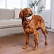 Show in main carousel: Outward Hound Sport Ballz Baseball Treat-Dispensing Fetch Ball Dog Toy slide 6 of 11
