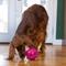 Show in main carousel: Outward Hound Orbee-Tuff Mazee Interactive Treat Dispensing Puzzle Dog Toy, Raspberry slide 8 of 14