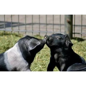 Hudson Feeds Swine Feeds Pot Bellied Pig Food, 50-lb bag
