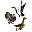 Show in main carousel: Hudson Feeds 23% Protein Multi Flock Grower Poultry Feed, 50-lb bag slide 5 of 9