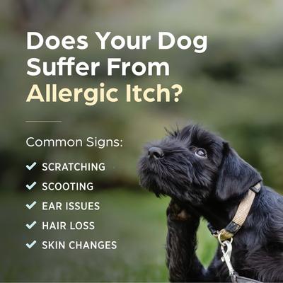 Show full view: Apoquel (oclacitinib chewable tablet) Chewable for Dogs, 5.4mg, 60 tablets slide 9 of 11