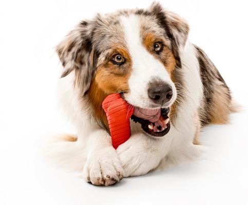 Show full view: Playology Beef Scented Dual Layer Bone Dog Toy, Jumbo slide 4 of 10