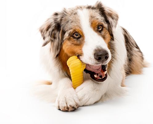 Show full view: Playology Chicken Scented Dual Layer Bone Dog Toy, Jumbo slide 4 of 10