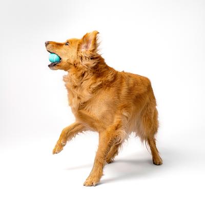 Show full view: Playology Peanut Butter Scented Squeaky Chew Ball Dog Toy, Medium slide 3 of 8