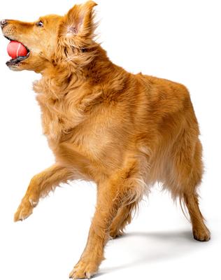 Show full view: Playology Beef Scented Squeaky Chew Ball Dog Toy, Medium slide 4 of 10