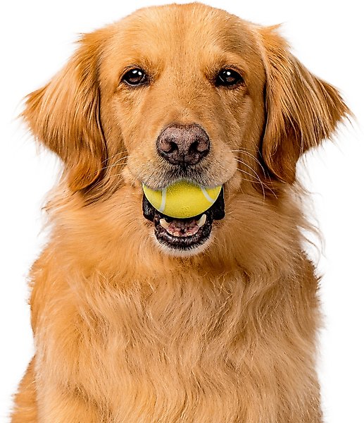 Show full view: Playology Chicken Scented Squeaky Chew Ball Dog Toy, Medium slide 4 of 9