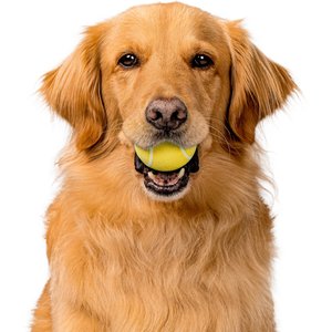 Playology Chicken Scented Squeaky Chew Ball Dog Toy, Medium