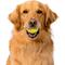 Show in main carousel: Playology Chicken Scented Squeaky Chew Ball Dog Toy, Medium slide 3 of 8