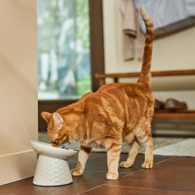 Show full view: Frisco Elevated Tilted Cat Bowl, Cream, Small: 2 cup slide 6 of 8