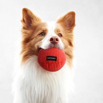 Show full view: Playology Beef Scented Squeaky Ball Plush Dog Toy, Medium slide 4 of 8