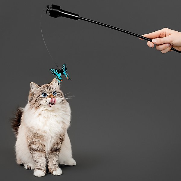 Show full view: Playology Motorized Hummingbird/Butterfly Teaser Cat Toy slide 3 of 8