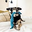 Show in main carousel: Playology Peanut Butter Scented Dri-Tech Dental Rope Dog Toy, Jumbo slide 4 of 8