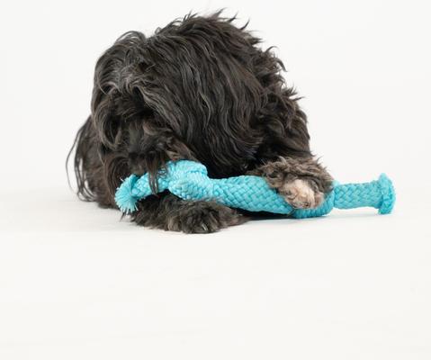 Show full view: Playology Peanut Butter Scented Dri-Tech Dental Rope Dog Toy, Medium slide 3 of 7