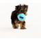 Show in main carousel: Playology Peanut Butter Scented Squeaky Ball Plush Dog Toy, Small slide 4 of 8
