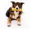 Show in main carousel: Playology Chicken Scented Squeaky Chew Stick Dog Toy, Jumbo slide 3 of 9