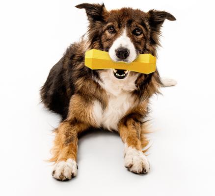 Show full view: Playology Chicken Scented Squeaky Chew Stick Dog Toy, Jumbo slide 3 of 9