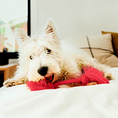 Show full view: Playology Dri-Tech Rope Dog Toy, Small, Beef slide 3 of 9