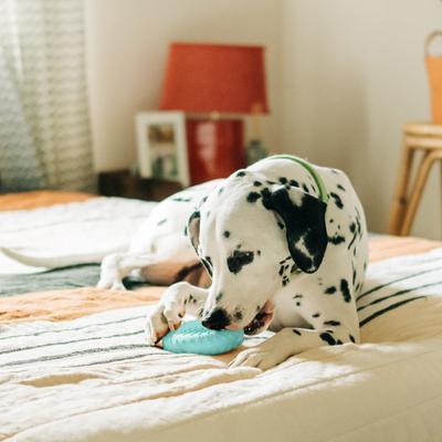 Show full view: Playology Peanut Butter Scented Dual Layer Ring Dog Toy, Jumbo slide 3 of 8