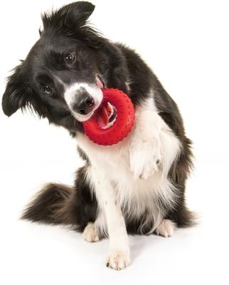 Show full view: Playology Beef Scented Dual Layer Ring Dog Toy, Medium slide 4 of 9