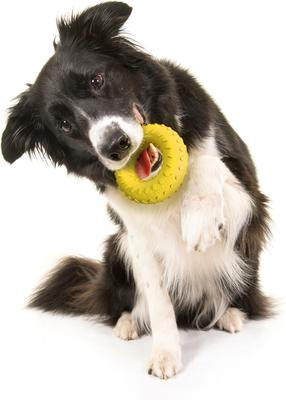 Show full view: Playology Chicken Scented Dual Layer Ring Dog Toy, Medium slide 3 of 8