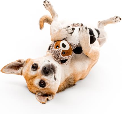 Show full view: Playology Sweet Potato Scented Racoon Plush Squeaky Dog Toy slide 3 of 8