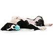 Show in main carousel: Playology Peanut Butter Scented Young & Active Teething Ball Dog Toy, Medium slide 4 of 8