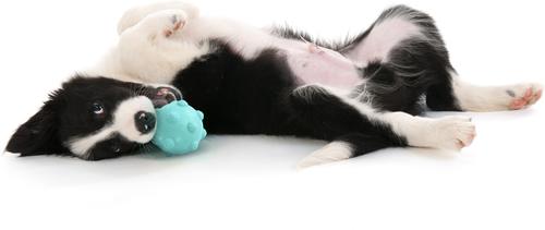 Show full view: Playology Peanut Butter Scented Young & Active Teething Ball Dog Toy, Medium slide 4 of 8