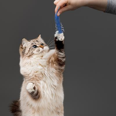 Show full view: Playology Lizards with Bugs Cat Toy with Catnip, 2 count + Jelly Critters Cat Toy with Catnip, 2 count slide 8 of 9