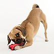 Show in main carousel: Playology Beef Scented Young & Active Teething Bone Dog Toy, Small slide 4 of 9