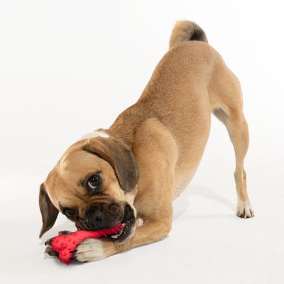 Show full view: Playology Beef Scented Young & Active Teething Bone Dog Toy, Small slide 3 of 8