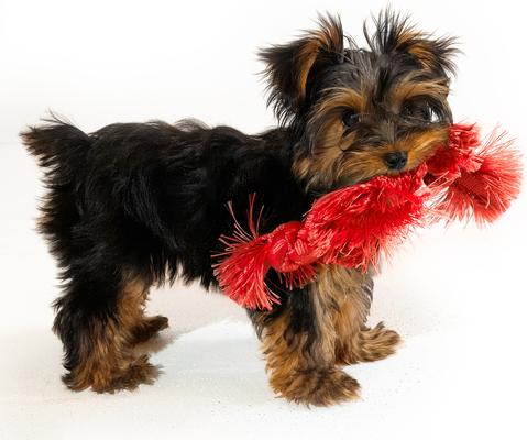 Show full view: Playology Beef Scented Young & Active Sensory Rope Dog Toy, Small, slide 4 of 9