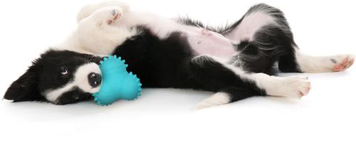 Show full view: Playology Peanut Butter Scented Young & Active Teething Bounce Ball Dog Toy, Medium slide 3 of 9