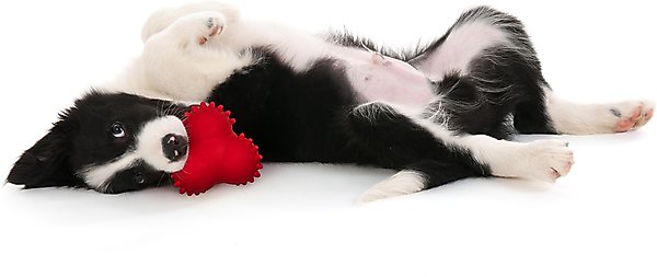 Show full view: Playology Beef Scented Young & Active Teething Bounce Ball Dog Toy, Medium slide 4 of 10