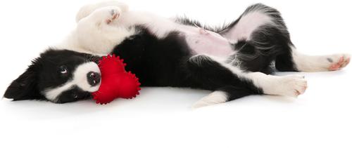 Show full view: Playology Beef Scented Young & Active Teething Bounce Ball Dog Toy, Medium slide 3 of 9