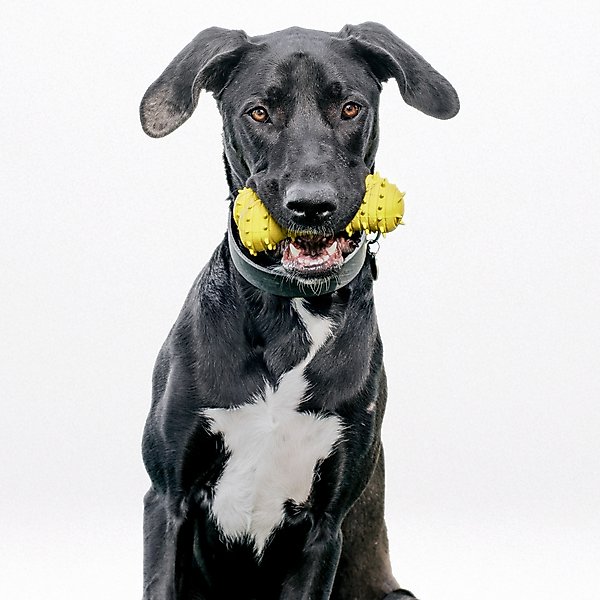 Show full view: Playology Chicken Scented Young & Active Teething Bone Dog Toy, Jumbo slide 4 of 10