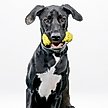 Show in main carousel: Playology Chicken Scented Young & Active Teething Bone Dog Toy, Jumbo slide 4 of 10