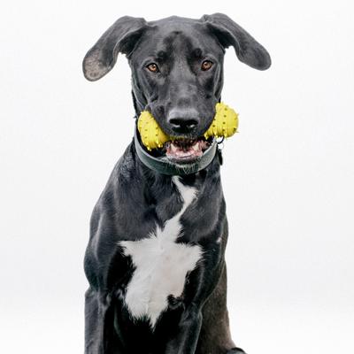 Show full view: Playology Chicken Scented Young & Active Teething Bone Dog Toy, Jumbo slide 3 of 9