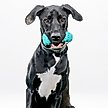 Show in main carousel: Playology Peanut Butter Scented Young & Active Teething Bone Dog Toy, Jumbo, 1 count slide 4 of 10