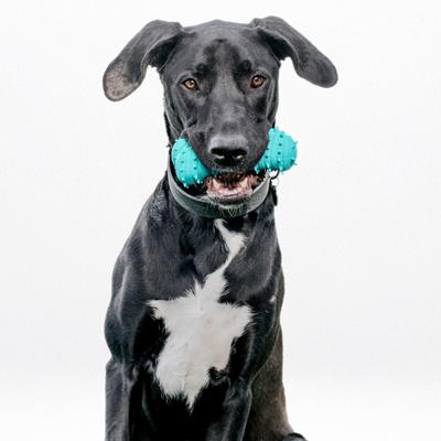 Show full view: Playology Peanut Butter Scented Young & Active Teething Bone Dog Toy, Jumbo, 1 count slide 3 of 9