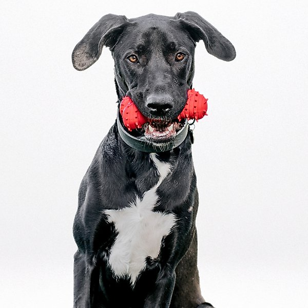Show full view: Playology Beef Scented Young & Active Teething Bone Dog Toy, Jumbo slide 4 of 10