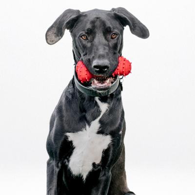 Show full view: Playology Beef Scented Young & Active Teething Bone Dog Toy, Jumbo slide 3 of 9