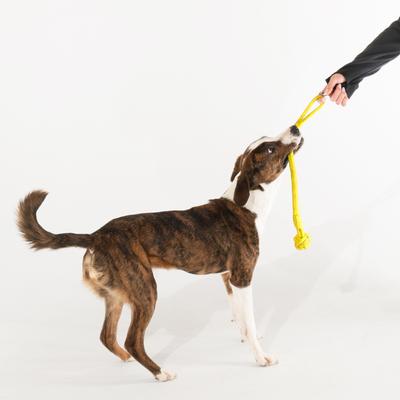 Show full view: Playology Chicken Scented Young & Active Tough Tug Knot Dog Toy, Medium slide 4 of 8